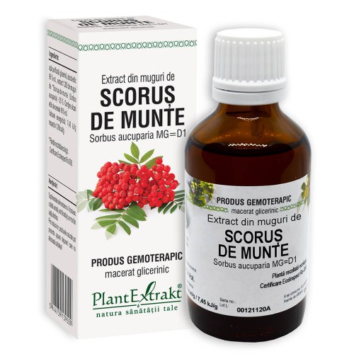 Extract din muguri de SCORUS-DE-MUNTE MG=D1 (50 ml)